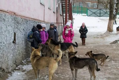 Каждая дворовая собака должна отработать вложенные в нее государственные  деньги» — LipetskMedia