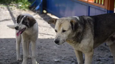 Дворовые собаки-это милата ❤🐕» — создано в Шедевруме