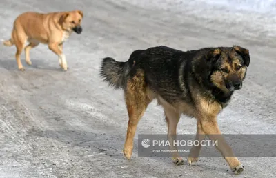 СМИ: В Оренбурге бездомные собаки напали на 10-летнюю девочку. Ребенка  госпитализировали в больницу : Урал56.Ру. Новости Орска, Оренбурга и  Оренбургской области.