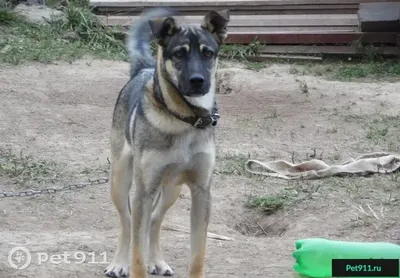 Пропал двортерьер в с. Воскресенское, Тульская обл. | Pet911.ru