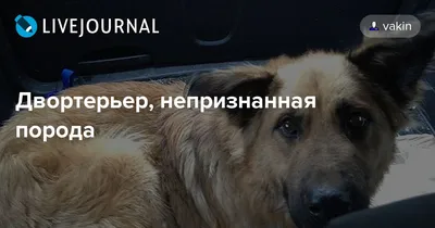 Найдена собака породы двортерьер возле 49й школы в Краснодаре | Pet911.ru