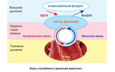 Дыхание бокса: выполнение квадратного дыхания и польза