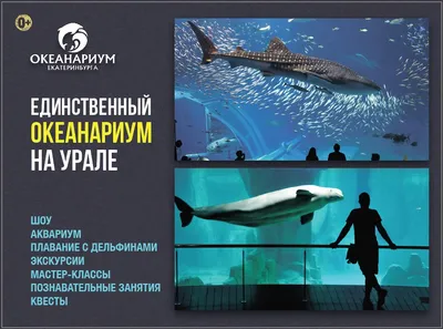 Океанариум Екатеринбурга - — Когда лучше всего приходить в наш Океанариум?  Конечно же в часы кормления! Это, пожалуй, самое увлекательное зрелище,  которое можно увидеть в наших аквариумах! Ведь в это время даже