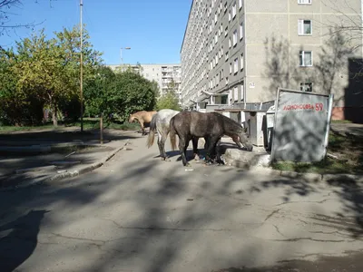 Екатеринбург. Уралмаш. Бедные лошадки. | Пикабу