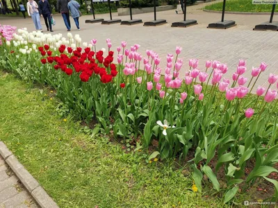 Город в деталях: самые красивые беседки-ротонды в московских парках