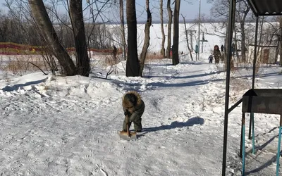 Из Петровской набережной в Воронеже предложили сделать экопарк с  фуникулером и шаттлами