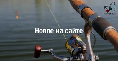 Эко-фудкорт и футбольное поле. В воронежском парке «Дельфин» появятся новые  объекты – Новости Воронежа и Воронежской области – Вести Воронеж