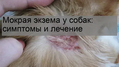 У моей собаки экзема! | Dog Lover | Дзен