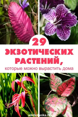 5 самых ярких комнатных растений из тропиков | Луковичные цветы, Посадка  цветов, Цветочные горшки