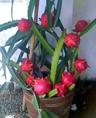 Комнатные растения. Фикус Guzmania Bromelia и суккулентное. Экзотические в  горшке комнатные растения в стильном интерьере. Стоковое Изображение -  изображение насчитывающей природа, конструкция: 170627777