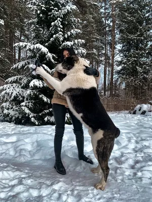 Самые редкие породы собак