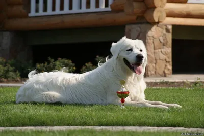 Afghan Hound