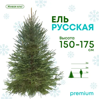 🌱 Семена Ель Голубая Неон, Семена, 50 шт. Цена от 385 руб. В наборе  качественные семена, инструкция и советы по проращиванию дерева дома.  Купить с доставкой и онлайн оплатой. - интернет-магазин Лесландия