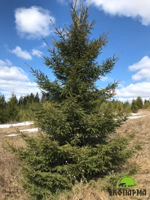 Ель обыкновенная (Picea abies) купить по цене 1500 рублей от питомника  саженцев и растений Центросад | Фото и консультация по уходу