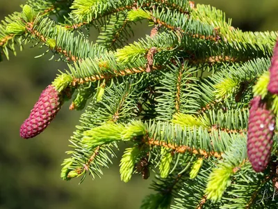 Ель обыкновенная, европейская (Picea abies, excelsa)