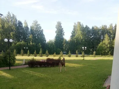 Жилой комплекс \"Ёлки-Park\", Таунхаусы, 3 очередь в районе Нововятск |  Новостройки Кирова