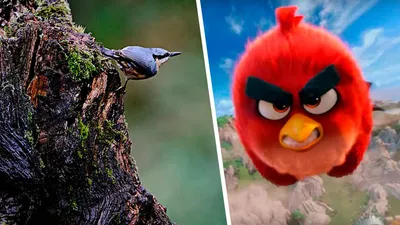 Красный кардинал: Та самая птичка из Angry Birds. И она реально оказалась  безумной! | Пикабу