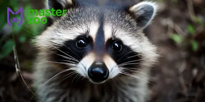 Young Wet Raccoon. Енот-полоскун. Photographer Etkind Elizabeth