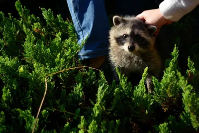 Енот-полоскун или американский енот. Raccoon. Stock Photo | Adobe Stock