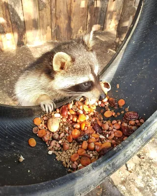 Енот-полоскун -Raccoon. Photographer Etkind Elizabeth