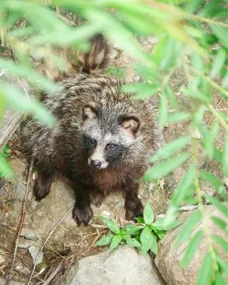 Енотовидная собака (Nyctereutes procyonoides) — Зоопарк «Лимпопо» г. Нижний  Новгород – Нижегородский зоопарк