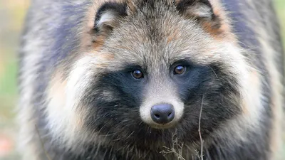 Енотовидная собака (Nyctereutes procyonoides) — Зоопарк «Лимпопо» г. Нижний  Новгород – Нижегородский зоопарк