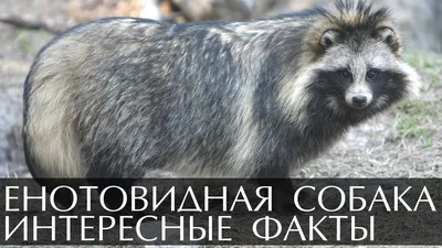 Продаются енотовидные собаки: продажа, цена в Гродно. Ветеринарное  оборудование от \"GrodnoZOO\" - 6509000