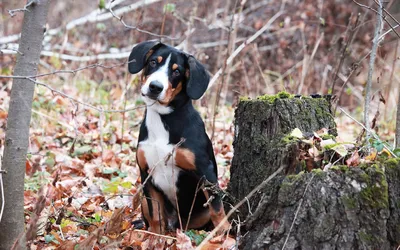 Здоровый энтлебухер/Healthy entlebucher