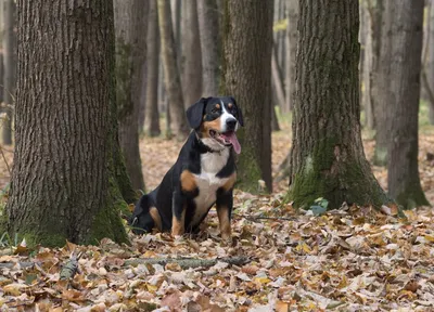 Здоровый энтлебухер/Healthy entlebucher