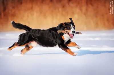 Здоровый энтлебухер/Healthy entlebucher