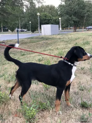 Здоровый энтлебухер/Healthy entlebucher