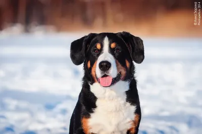 Здоровый энтлебухер/Healthy entlebucher