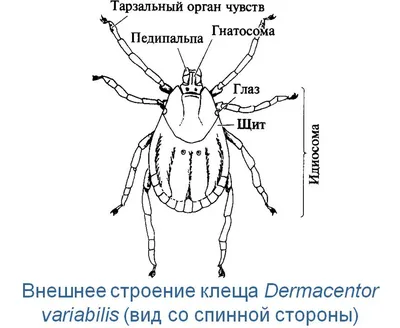 Клещ | PUUGIINFO.EE