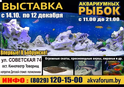 Аквариумные морские рыбы