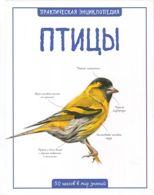 Энциклопедия АСТ Детская энциклопедия Птицы купить по цене 352 ₽ в  интернет-магазине Детский мир