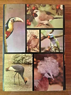 The Pictorial Encyclopedia of Birds энциклопедия птиц in Russian Jan Hanzák  | eBay