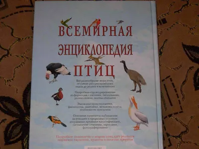 Птицы. Энциклопедия для детского сада – купить по лучшей цене на сайте  издательства Росмэн