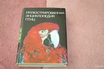 Энциклопедия птиц России для детей. Книги для малышей Владис 10924231  купить в интернет-магазине Wildberries