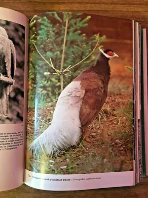 The Pictorial Encyclopedia of Birds энциклопедия птиц in Russian Jan Hanzák  | eBay