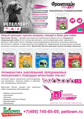 Клещ у собаки: как вытащить, симптомы и признаки | PEDIGREE®