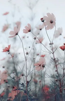 Эстетичные обои на телефон, цветы🌺 | Rose flower pictures, Flowers nature,  Flower backgrounds