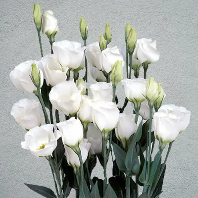 Eustoma - Wikipedia