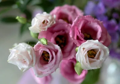 File:Lisianthus aka Eustoma 7217.JPG - Wikimedia Commons