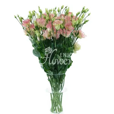 https://rose-novoross.ru/catalog/tsvety/eustoma/17518/