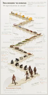 последовательность эволюции человека, картина эволюции человека, эволюция,  человек фон картинки и Фото для бесплатной загрузки
