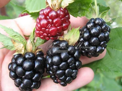 Ежевика Бестберри (Rubus Bestberry) Р9 — Питомник Летний сад