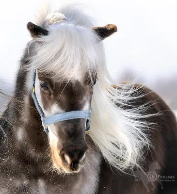 Фалабелла фотографии