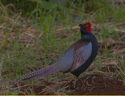 Обыкновенный фазан (Phasianus colchicus) — Зоопарк «Лимпопо» г. Нижний  Новгород – Нижегородский зоопарк