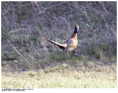 Фазан (Phasianus colchicus). Фотогалерея птиц. Фотографии птиц России,  Беларуси, Украины, Казахстана, Таджикистана, Азербайджана.