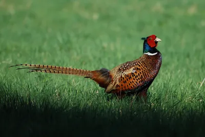 Фотография Обыкновенный фазан (Phasianus colchicus) Астраханская обл,  Россия | Фотобанк ГеоФото/GeoPhoto | GetImages Group